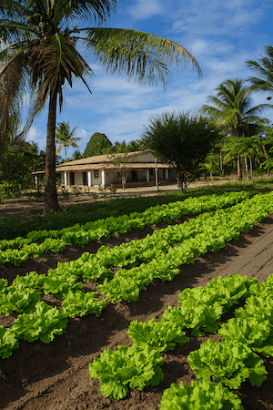 Fazenda La Poule - vista aérea