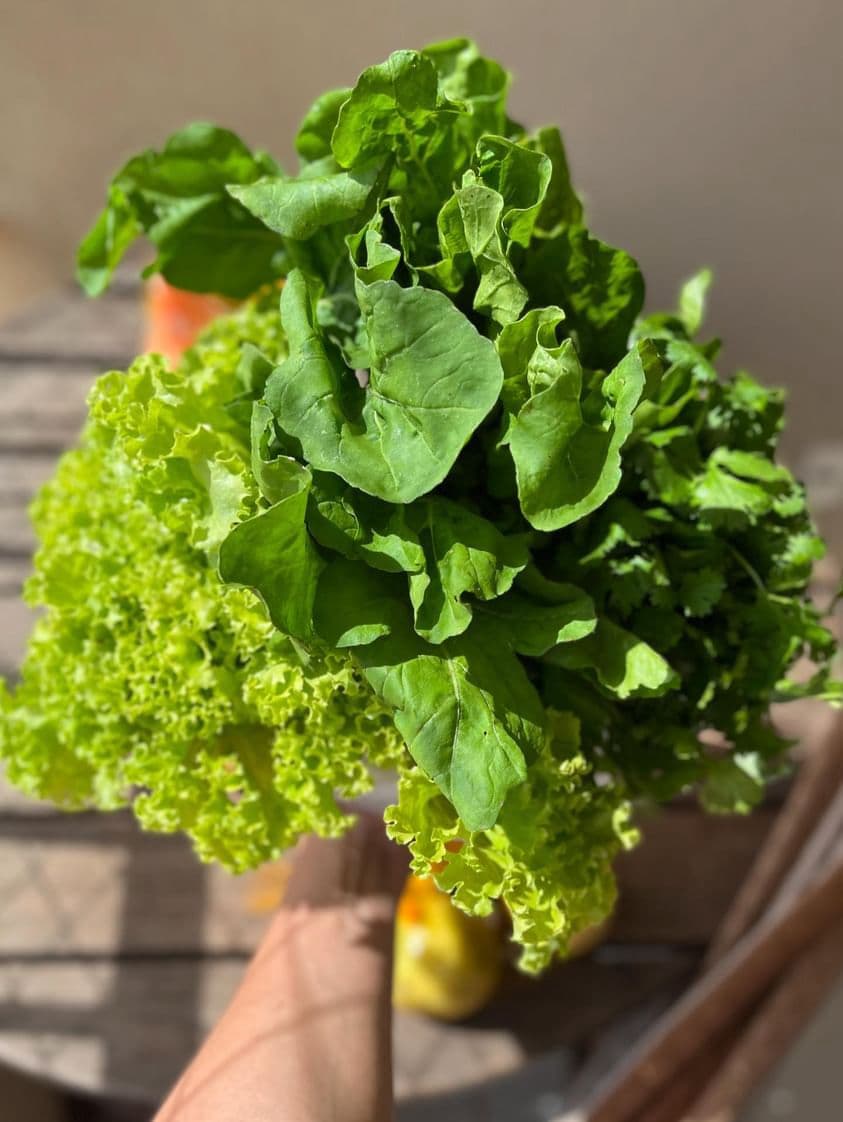 Hortaliças Orgânicas