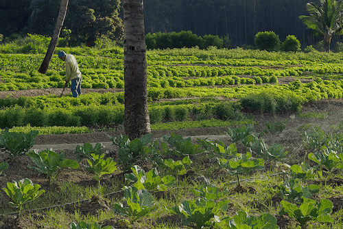 Colheita Sustentável